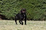 STAFFIE 386